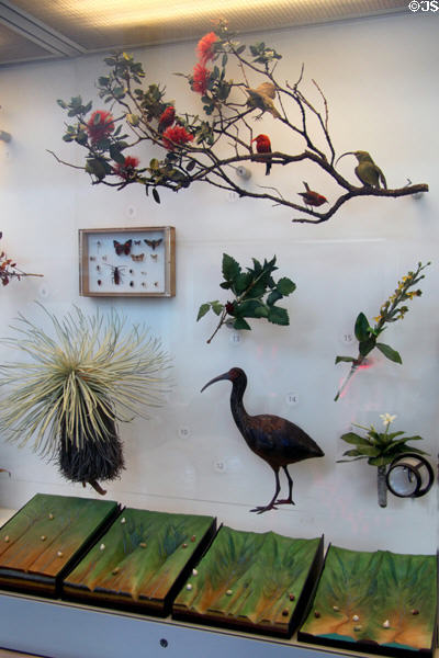 Hawaiian ecology & evolution exhibit in Science Adventure Center of Bishop Museum. Honolulu, HI.
