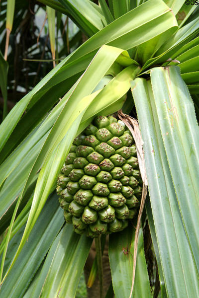 Hala fruit (<i>Pandanus tectorius</i>) in Hoomaluhia Gardens. HI.