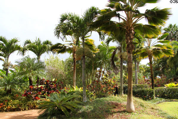 Palms in gardens of Dole Plantation. HI.