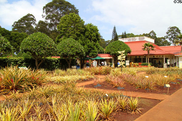 Pineapple variety garden at Dole Plantation. HI.