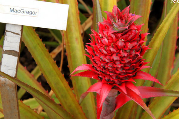 MacGregor pineapple variety in garden at Dole Plantation. HI.