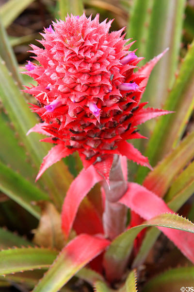 Ananas Bracteatus pineapple variety in garden at Dole Plantation. HI.