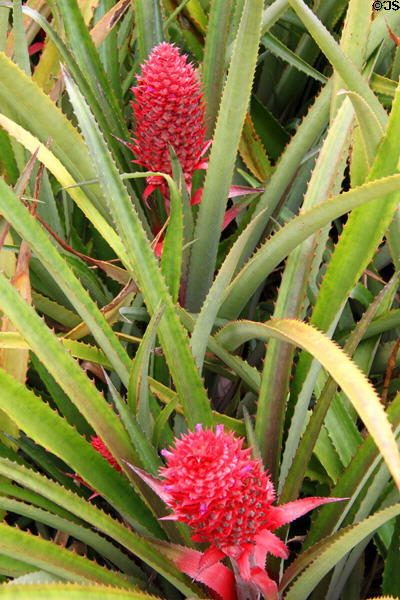 Ananas Bracteatus pineapple variety in garden at Dole Plantation. HI.