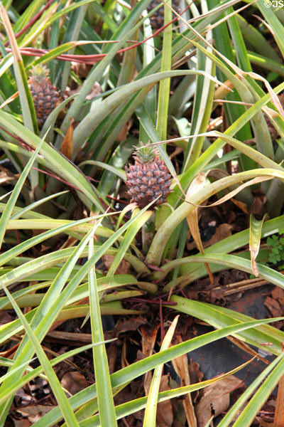 Miniature pineapple variety in garden at Dole Plantation. HI.