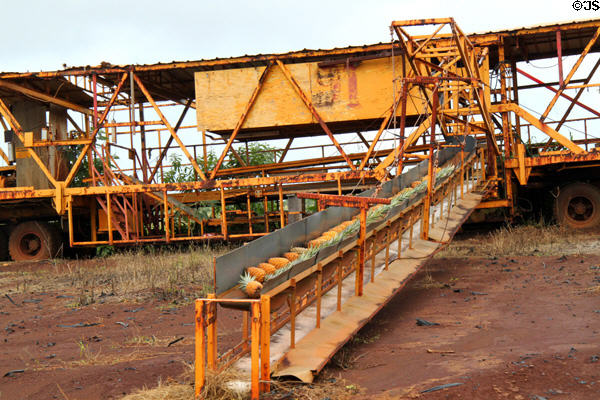 Infield pineapple harvester at Dole Plantation shows how workers placed pineapples on conveyor belt which were boxed in the field. HI.