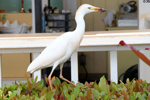 Cattle Egret (<i>Bubulcus ibis</i>) eating lizard at Dole Plantation. HI.
