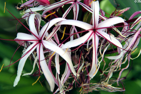 Giant spider lily (<i>Crinum amabile</i>). HI.