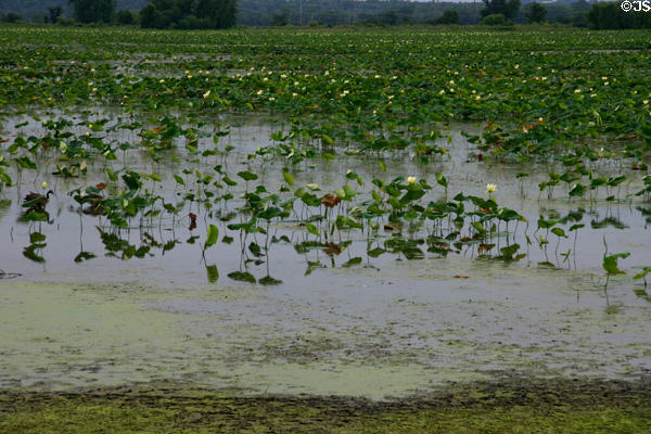 Lily Lake waterscape. Middle Amana, IA.