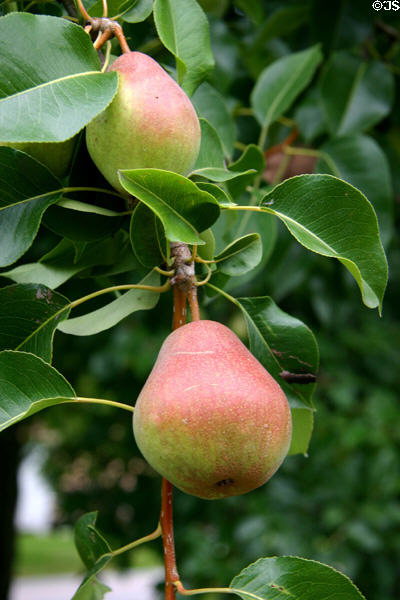 Pears on tree. South Amana, IA.
