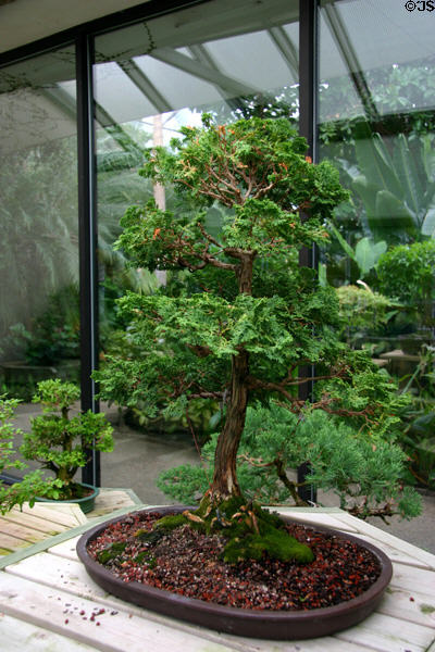 Bonsai at Des Moines Botanical Center. Des Moines, IA.
