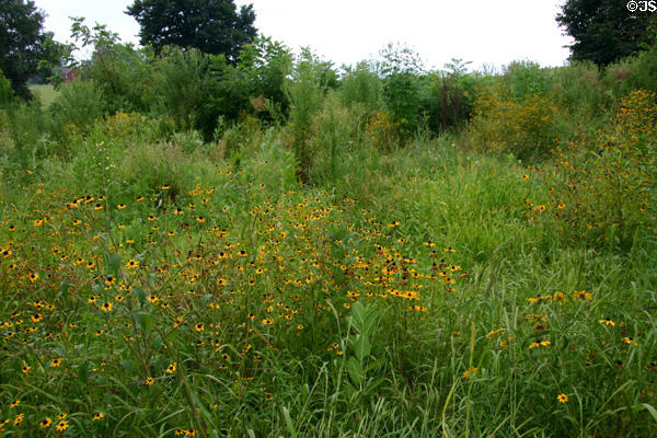 Tallgrass prairie restored at Hoover Museum. West Branch, IA.