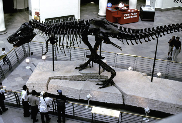Skeleton of Tyrannosaurus Rex called Sue at Field Museum of Natural History. Chicago, IL.