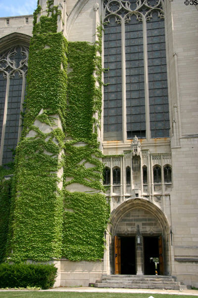 Ivy covered Gothic walls of Rockefeller Memorial Chapel. Chicago, IL.