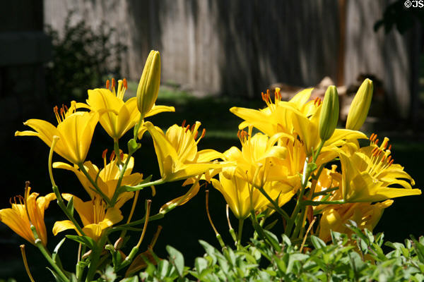 Yellow lilies in garden at Pullman Village. Chicago, IL.