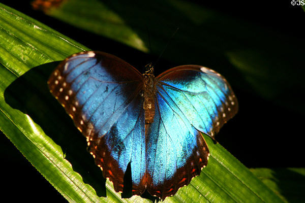 Morpho butterfly in butterfly house at White River Gardens. Indianapolis, IN.