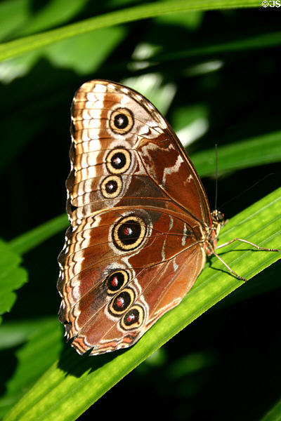 Butterfly in butterfly house at White River Gardens. Indianapolis, IN.