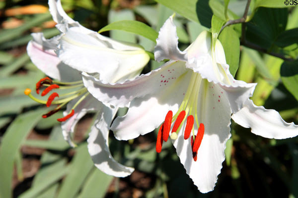 Lily flower. Indianapolis, IN.