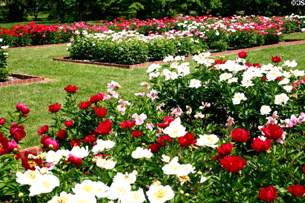 Noted peony gardens of Ashland. Lexington, KY.