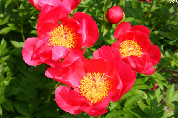 Red peonies at Ashland gardens. Lexington, KY.