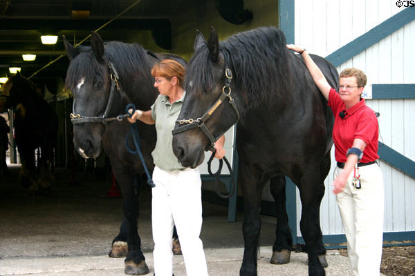 Percheron workhorses at Kentucky Horse Park. Lexington, KY.
