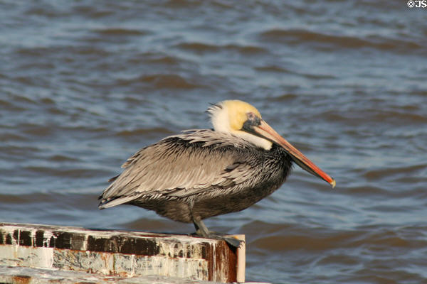 Pelican on riverfront of New Orleans. New Orleans, LA.