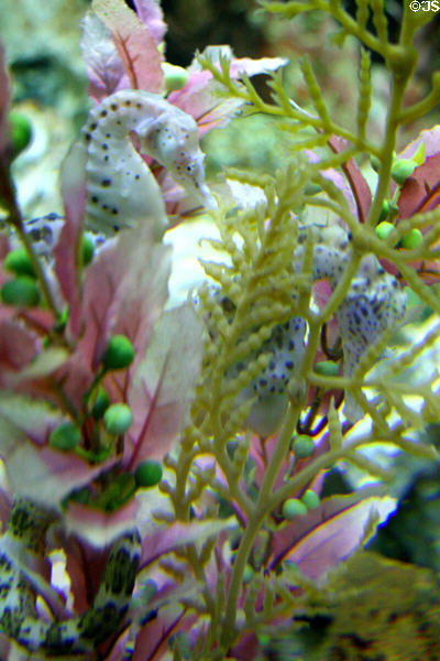 Seahorses at Aquarium of the Americas. New Orleans, LA.