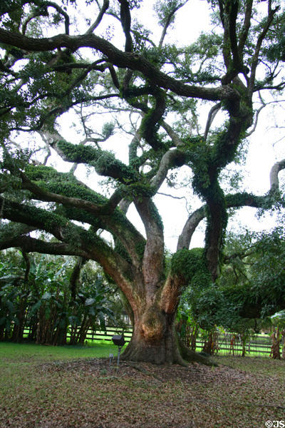 Oak tree at Destrehan Plantation. Destrehan, LA.