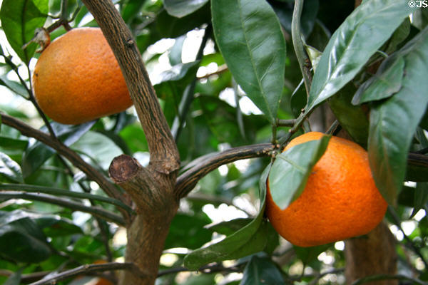 Satsuma citrus fruit tree at Laura Plantation. Vacherie, LA.