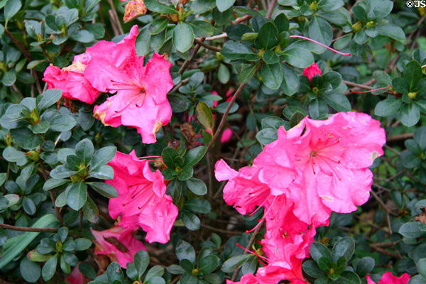 Azaleas at Houmas House. Burnside, LA.