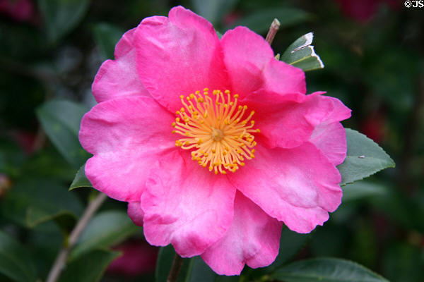 Azalea at Houmas House. Burnside, LA.