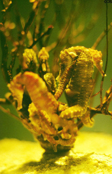 Lined seahorses in New England Aquarium. Boston, MA.