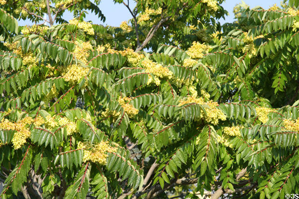 Flowering trees in waterfront historic area. New Bedford, MA.