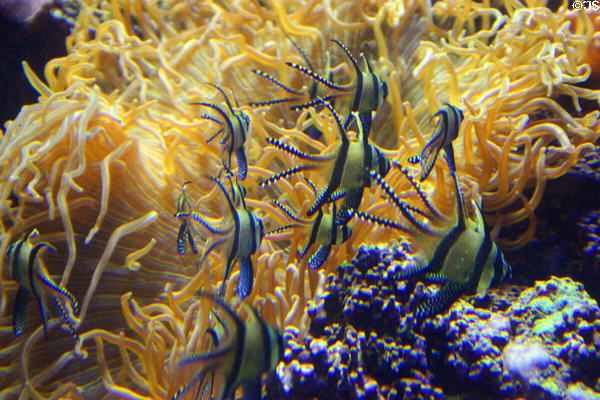 Banggai cardinalfish at National Aquarium. Baltimore, MD.