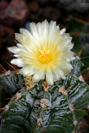 Star cactus (Astrophytum ornatum) in Meijer Garden. Grand Rapids, MI.