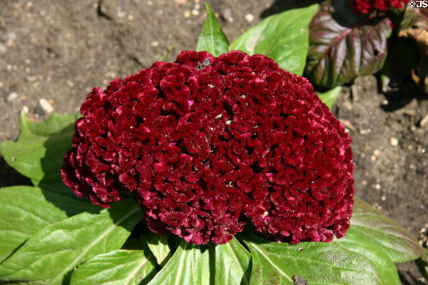 Celosia at Hidden Lake Gardens. MI.