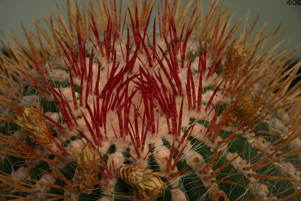 Cacti at Hidden Lake Gardens. MI.