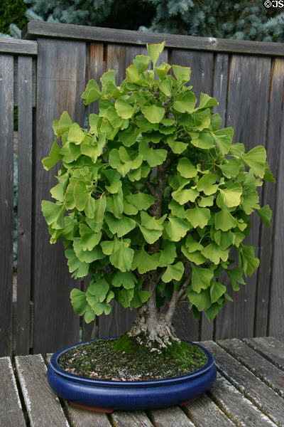 Gingko bonsai at Hidden Lake Gardens. MI.