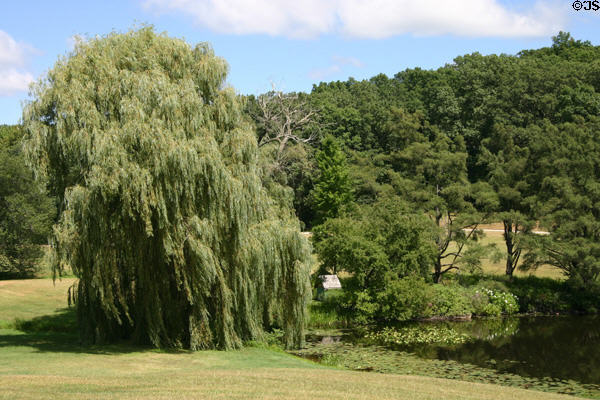 Weeping willow at Hidden Lake Gardens. MI.