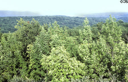 Overview of cottonwood forest of Sleeping Bear National Park. MI.
