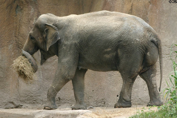 Indian elephant at St. Louis Zoo. St Louis, MO.