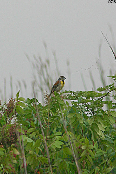 Dickcissel (<i>Spiza americana</i>) at George Washington Carver's Birthplace National Monument. Diamond, MO.