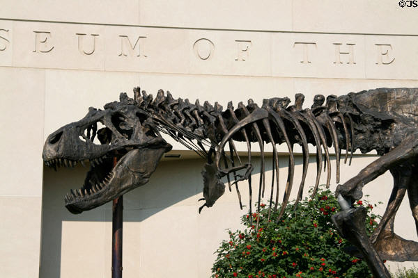 Head section of T-Rex skeleton sculpture at Museum of the Rockies. Bozeman, MT.