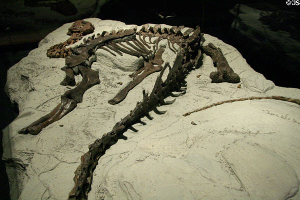 Plant-eating Tenotosaurus tilletti skeleton at Museum of the Rockies. Bozeman, MT.