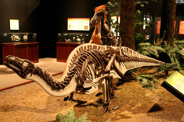 Sculpted Deinonychus antirrhopus attacking Tenotosaurus tilletti with half showing bones & half of life form at Museum of the Rockies. Bozeman, MT.