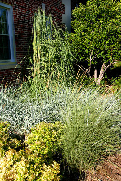 Grasses on University of Nebraska Kearney campus. Kearney, NE.