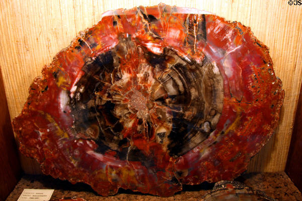 Polished petrified wood in Petrified Wood Gallery. Ogallala, NE.