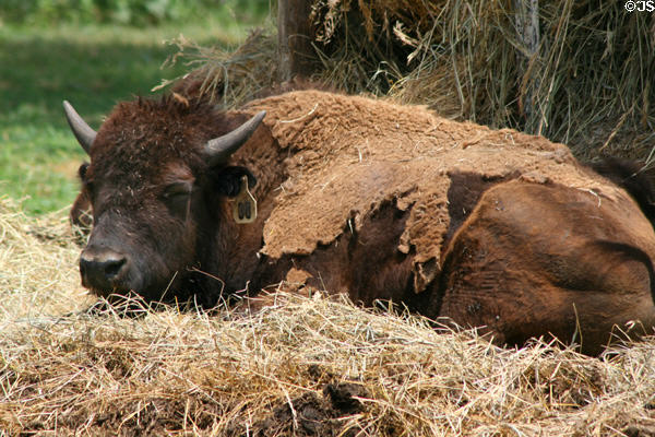 Buffalo kept at Scout's Rest, just as Cody kept them between show seasons. North Platte, NE.