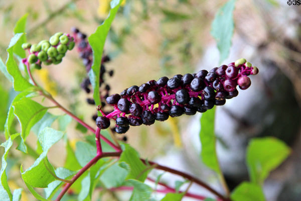 Fruiting plant at Robert Frost Farm. Derry, NH.
