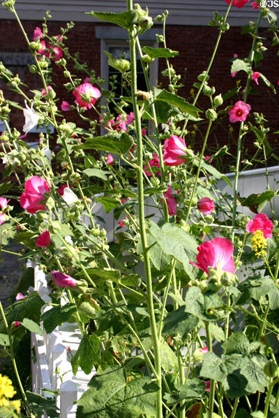 Hollyhock flowers at Strawbery Banke. Portsmouth, NH.