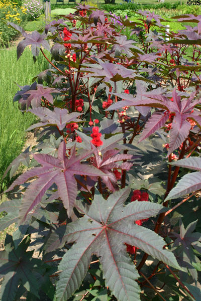 Castor bean plants in garden of Canterbury Shaker Village. NH.